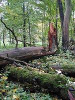 Přírodní rezervace Polanský les, CHKO Poodří