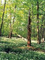 Přírodní rezervace Polanský les, CHKO Poodří