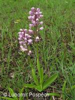 Přírodní památka Lom Rasová