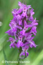 Prstnatec (vstavač) májový